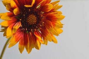 gaillardia, grandiflora híbrida flor roja y amarilla, primer plano foto