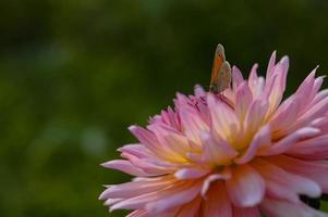 Small heath on a pink and yellow dahlia flower, macro photo