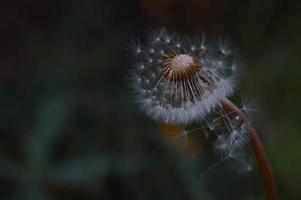 Dark dandelion in the wind photo
