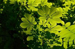 Chestnut leaves, chestnut trees photo