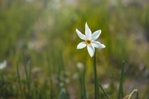 One white daffodil in the wild. Poet's narcissus on a field. photo