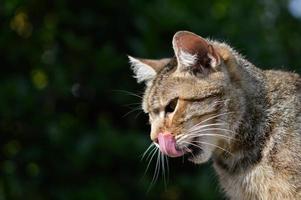 Cute Cat Portrait outdoors, licking photo