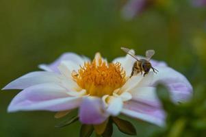 Bee on a pastel pink and white dahlia flower in action flying photo