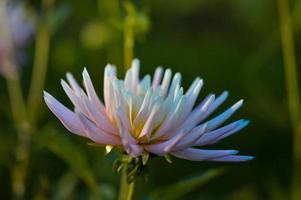 Pastel pink dahlia flower photo