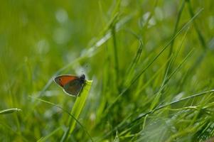 pequeña mariposa de brezo en una planta verde macro de fondo verde foto