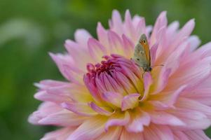 Small heath on a pink and yellow dahlia flower, macro photo