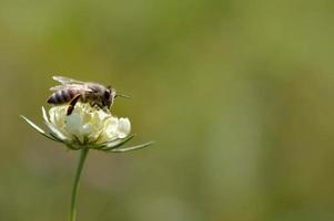 Cream pincushions flower with a bee, macro close up photo