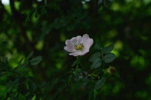 una rosa silvestre, una rosa canina, una cabeza de flor en el arbusto foto