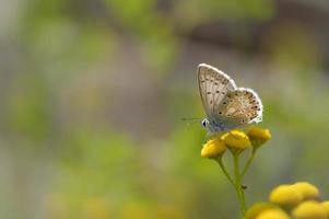 argus marrón en una flor de tanaceto, pequeña mariposa marrón, gris. foto