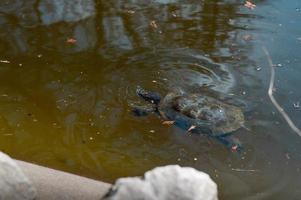 turtle in the water relaxing photo