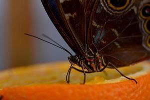 Morpho peleides tropical butterfly feeding on a orange photo