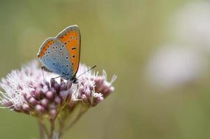 Orange and blue butterfly on a pink flower photo