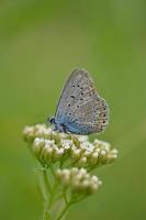 Small blue butterfly on a white wildflower, common blue photo