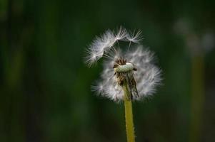 Fluffy dandelion seed head close up, seeds macro photo