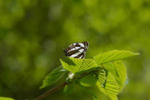 Common sailor, brown and white butterfly on a green leaf macro photo