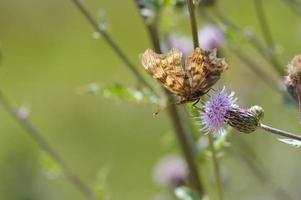 Thistle flower with a comma butterfly in nature, macro photo