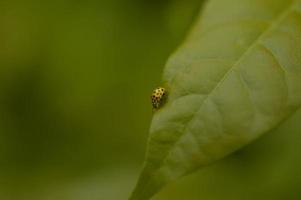 Yellow ladybug, small yellow bug with black spots on a leaf photo