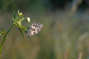 mariposa blanca, negra y blanca jaspeada en la naturaleza foto