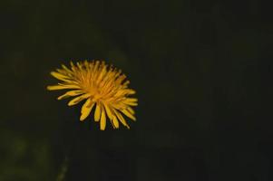 Yellow dandelion flower in the wild, close up photo