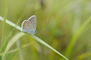 pequeña mariposa gris y azul en una planta verde, macro foto