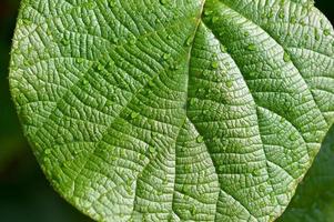 Green leaf with raindrops close up photo