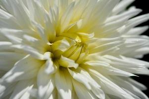 flor de dalia blanca de cerca, pétalos, flor de jardín blanca foto