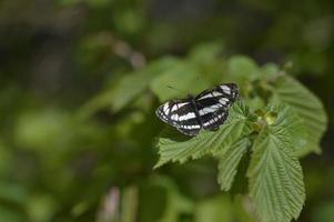 Common sailor black and white butterfly open wings photo