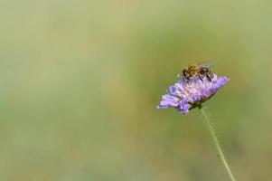 Purple flower and the bee, bee on a purple flower close up photo