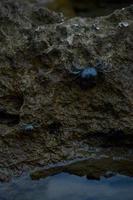 Small crab, crabs on rocks at the beach, at the sea, photo