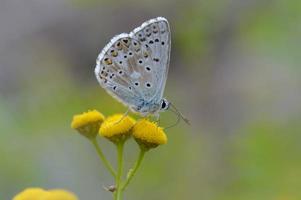 argus marrón en una flor de tanaceto, pequeña mariposa marrón, gris. foto