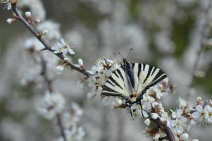mariposa de cola de golondrina escasa en una rama de árbol floreciente foto