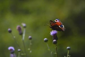 mariposa de pavo real en una foto de naturaleza de flores silvestres púrpura