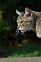 lindo retrato de gato al aire libre, lamiendo foto