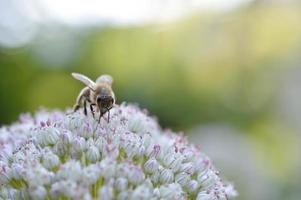 Bee on a white onion flower macro, pollinating a flower photo