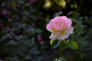 Pastel pink and yellow pretty rose, green background. photo