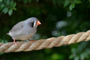 Zebra finch in the butterfly house on a rope photo