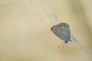 Brown argus small butterfly on a plant in nature macro photo