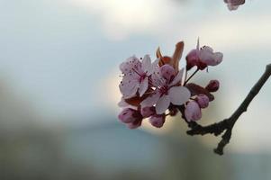 Pink tree blossom nature photo, pastel pink petals, spring photo