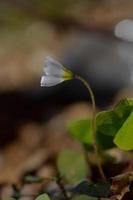 Wood sorrel, tiny white flower close up, side view in nature photo