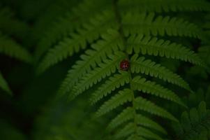 Lady bug on a fern leaf photo