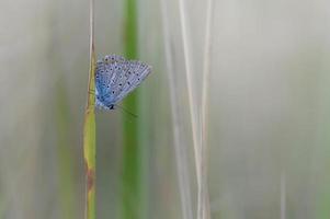 Common blue butterfly on a leaf in nature macro close up photo