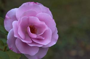 Pink rose in the garden close up. photo