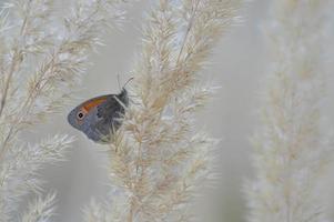 Small heath butterfly on a fluffy plant, close up photo