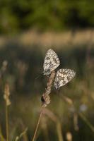Marbled white, black and white butterfly in the wild photo