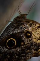 Owl butterfly in the butterfly house, big brown butterfly photo