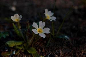 Primula flower in nature photo