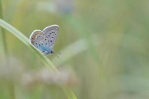 Common blue butterfly, small butterfly blue and grey, macro photo