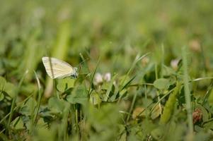 Wood white butterfly in nature in the grass, green background photo