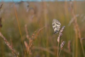 Marbled white, black and white butterfly in the wild photo