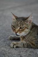 retrato de gato, gato callejero rayado en el suelo, foto